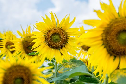 sun flower garden