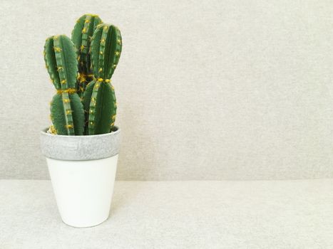 Artificial cactus in white pot. Faux plant. Contemporary home decor.