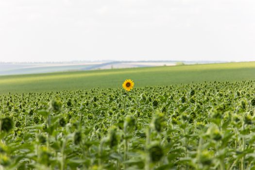 Sunflower field in sunny summer day