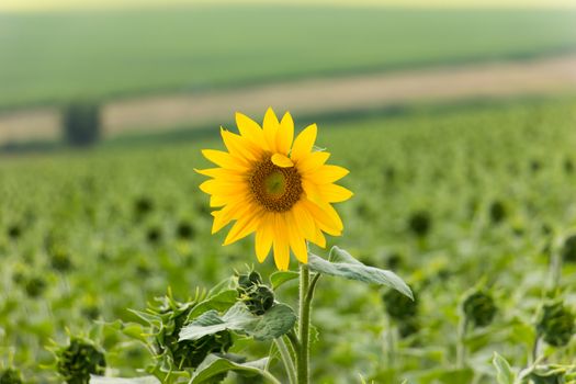 Sunflower field in sunny summer day