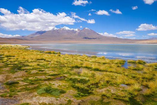 Pink flamingos in altiplano laguna, sud Lipez reserva Eduardo Avaroa, Bolivia