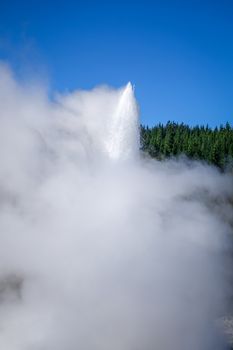 Geyser in Waiotapu geothermal area, Rotorua, New Zealand