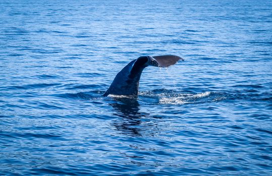 Whale tail in Kaikoura bay, New Zealand