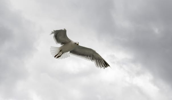 seagull flying and looking down to the camera