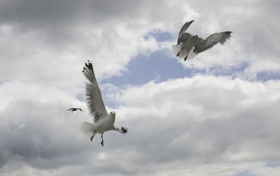 couple of seagull dancing and flying in the sky