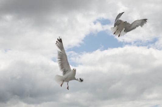 couple of seagull dancing and flying in the sky