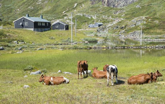 grazing brown cows with rocks and small pond with water on the background surrounded bij wooden houses in norway