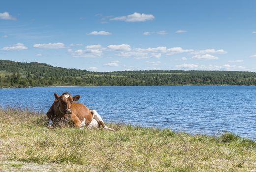 brown cow laying on the grass near the beach of a fjord in Norway
