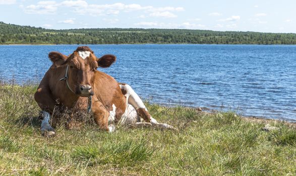 brown cow laying on the grass near the beach of a fjord in Norway
