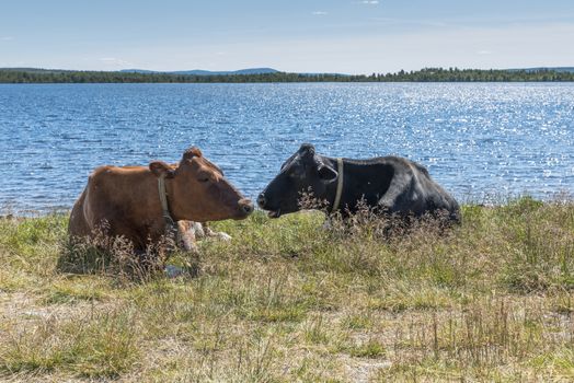 brown and black cows laying on the grass near the beach of a fjord in Norway