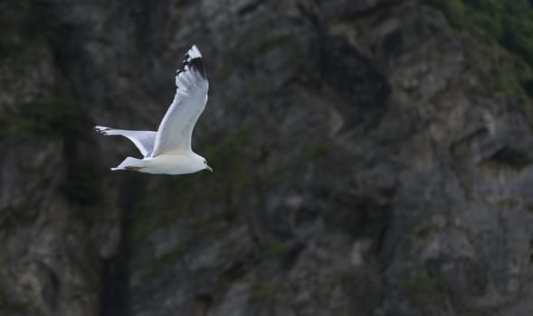 flying seagull with rocks as background white and dark brown