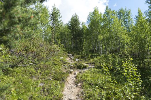 green forest with pine treess in norway