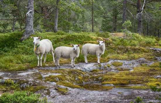 three young sheep or lamb looking at the camera in norway in the forest at likholefossen near balestrand