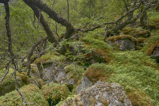 background of forest with green moss and other vegetation between the woods