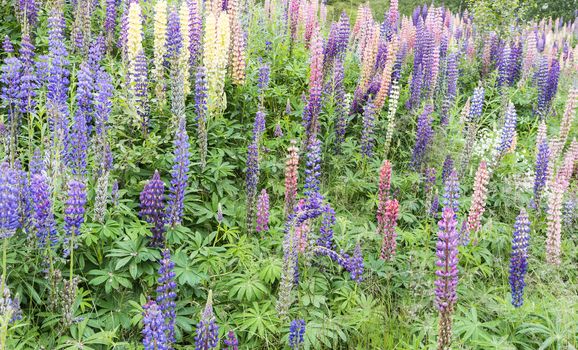 group of lupines in different colors in norway