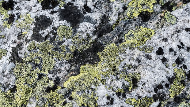 background of green moss on rock