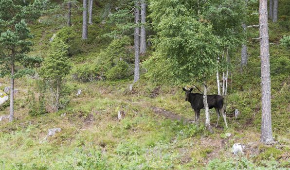 moose or antler in norway forest 