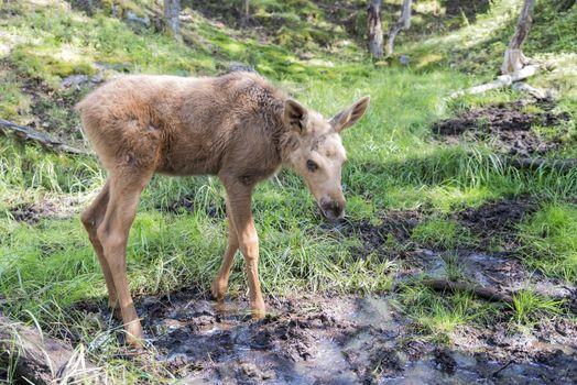 young elk or moose in norway elk farm