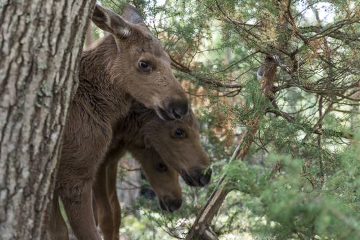 three young moose behind a tree in  norway