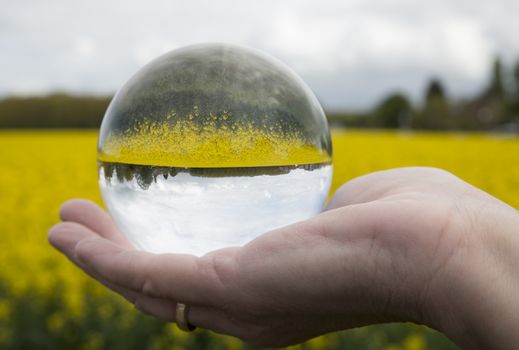 rapeseed field or yello oilseed called brassica seen through glass sphere ball in womans hand