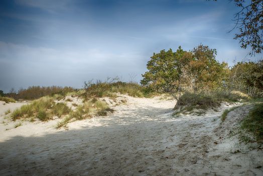 typical sand surface with tree and grass  in Holland in Burgh haamstede 