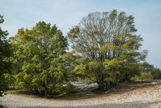 two big trees in sandy dunes in Burgh Haamstede Holland