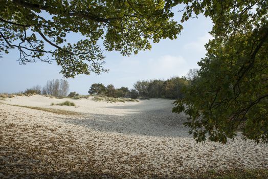 typical sand surface with tree and grass  in Holland in Burgh haamstede 