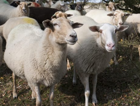group of sheep in holland nature