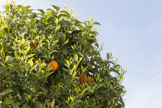 green orange tree full of fresh fruit