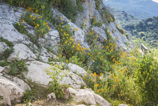 wild yellow field of flowers grwoing on a rock in spain in April