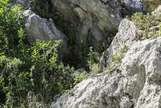 wild plants and flowers on the rocks in andalusia spain