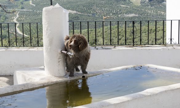 brown dog looking for drinking water at fountain in spain 