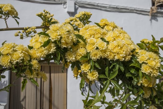 bow with yellow flowers in spain as house entrance