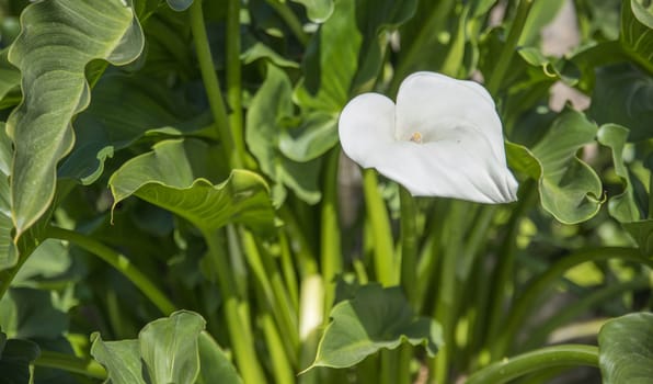 white calla flower on green garden background