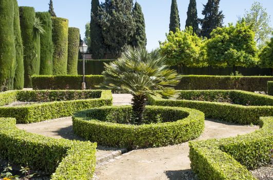 Nice garden with buxus and a palm in the middle