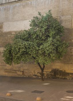 old green olive tree with brown ancient wall in cordoba Spain