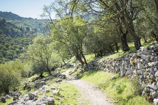 Sierras Subbéticas Natural Park in andalusia near zuheros with olive trees and walking track mover the hills