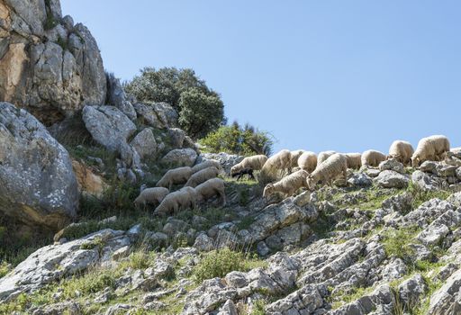 one black sheep in the herd of sheep in the mountains between the rocks of andalusia near the place zuheros