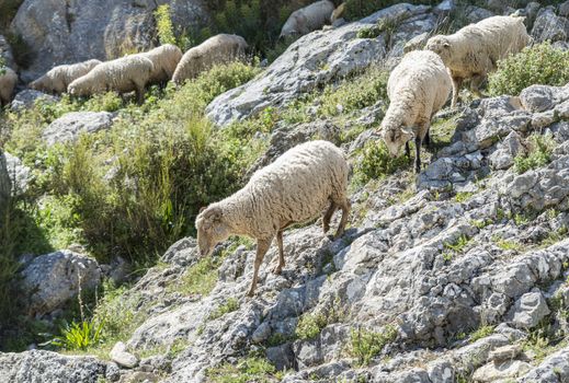 herd of sheep in the mountains between the rocks of andalusia near the place zuheros