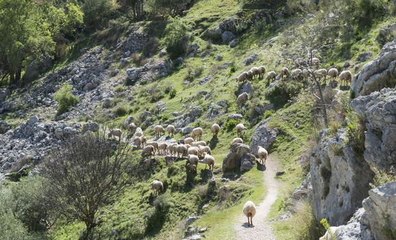  the herd of sheep in the mountains between the rocks of andalusia near the place zuheros