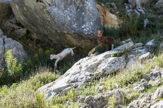 white and brown young sheep lamb , the white jumping from a rock in andalusia spain