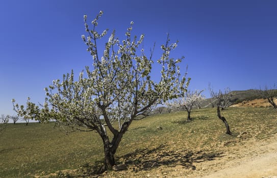 tree with white blossom flowering in andalusia in spain