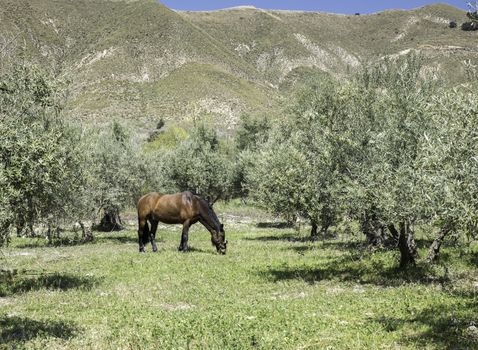 brown horse grazing in the nature near the mountains of andalusia near zuheros village