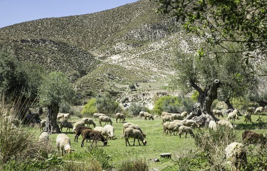 Herd of sheep between the olive trees in Andalusia spain