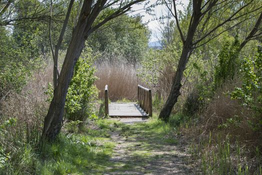 wooden bridge  in background of forest in spain andalusia in spring