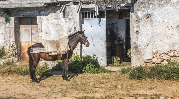 horse in front of old white wall from house with open door