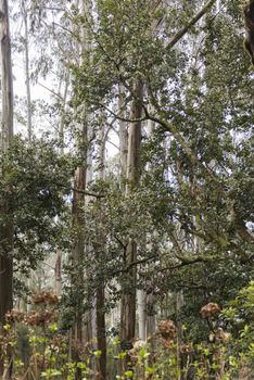 laurel trees on madeira portuguese island
