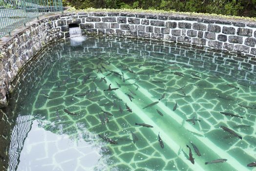 trout farm  Ribeiro Frio madeira island