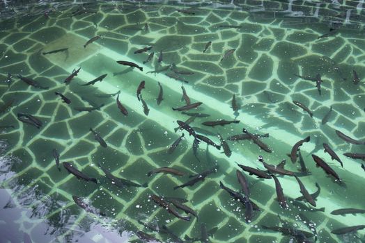 trout farm  Ribeiro Frio madeira island