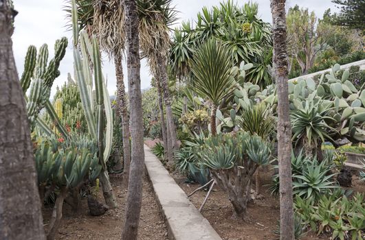 cactus plants in botanical garden Funcahl on the portuguese island Madeira